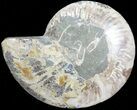 Bargain, Cut Ammonite Fossil (Half) - Agatized #71059-1